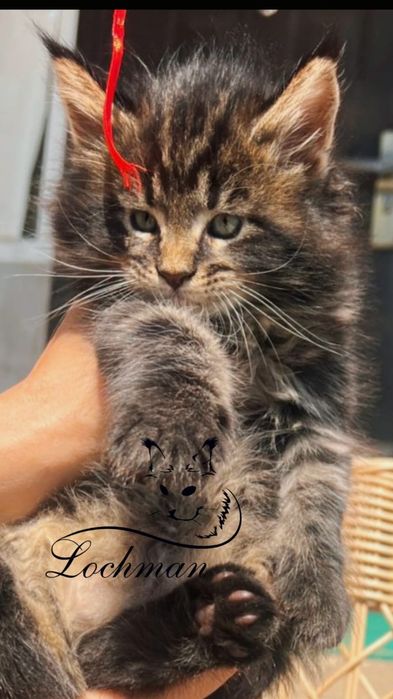 Котята породы Мейн-кун