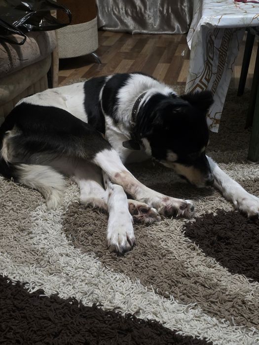 Заберите пожалуйста собачку