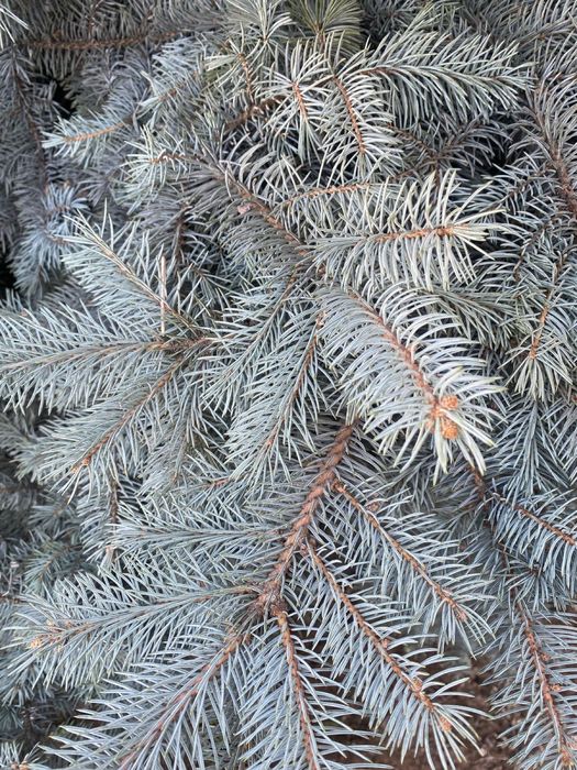 Голубая ёлка пушистый