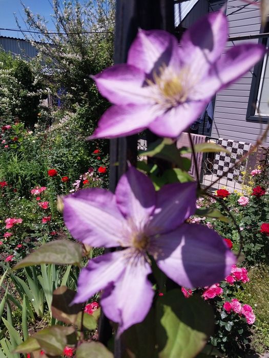 Продам садовые цветы