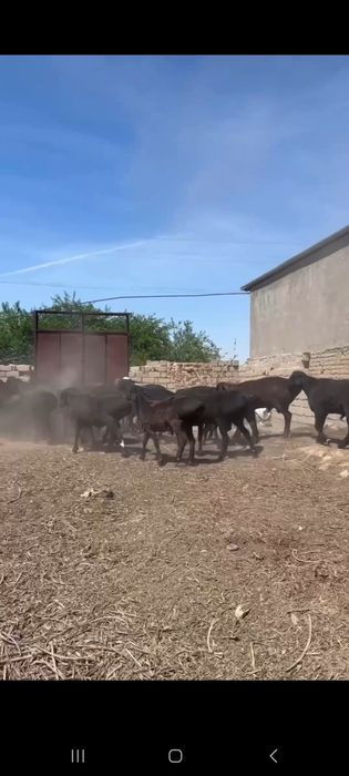 Qurbonlika qo'chqorlar sotiladi