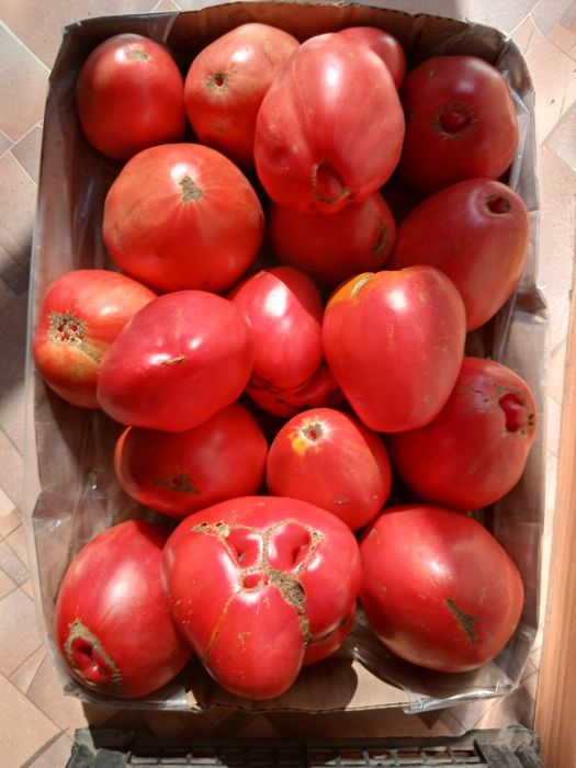 Продам помидоры домашние
