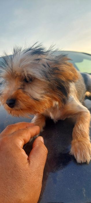 Yorkshire Terrier Gold