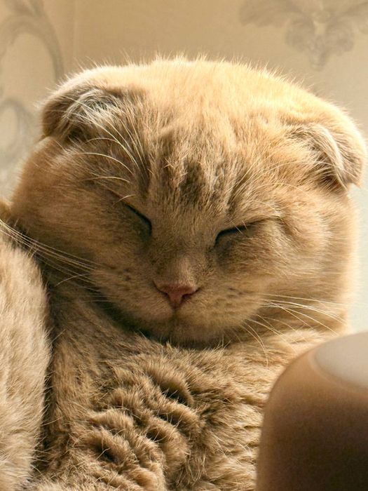 Кошка вислоуха Scotland