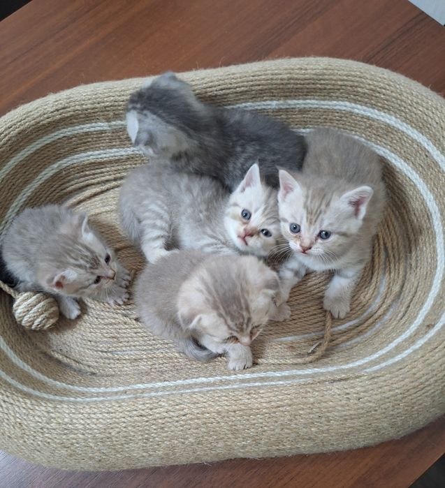 Продаем милых котят