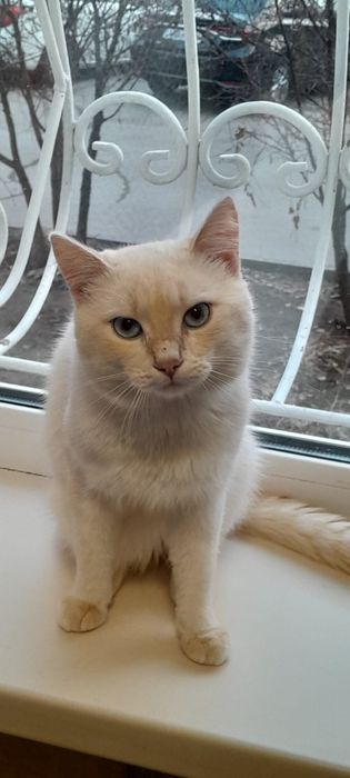 Отдам котяток маленьких
