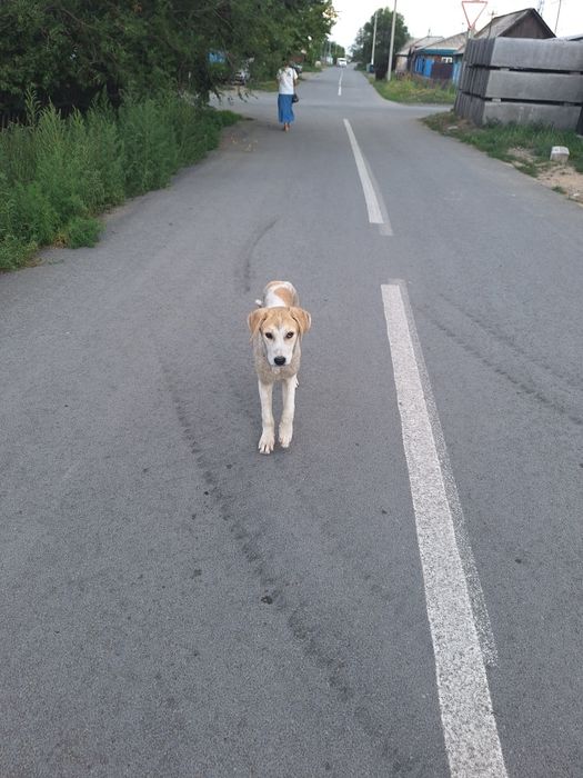 Щенок в добрые руки