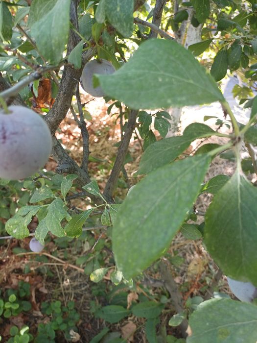 Продам рассаду клубники и деревья