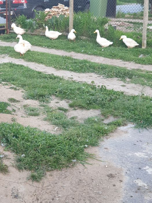 Разплодни яйца  от легбар крем и пекински патици,