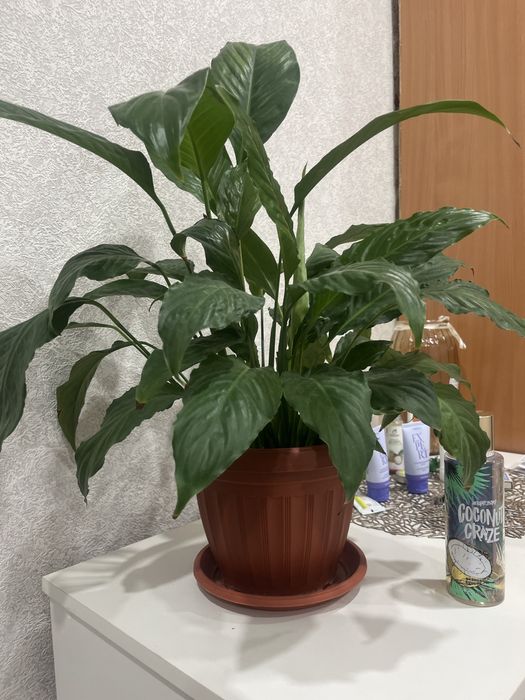 Продам Спатифиллум (Женское счатье)