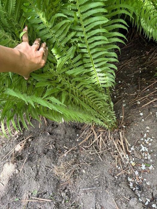 папоротник выше 1 метра