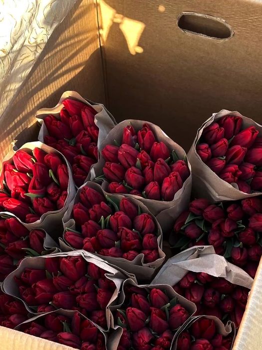 тюльпаны сорт «Белорусь» 850тг по предзаказу до 1 марта.