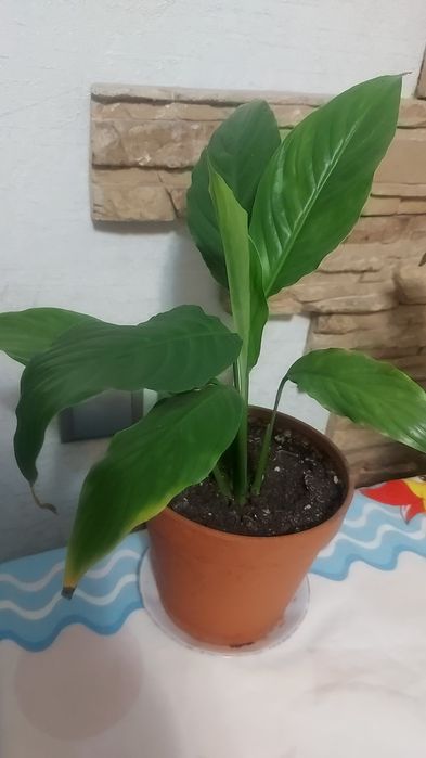 Продам цветок женское счастье.