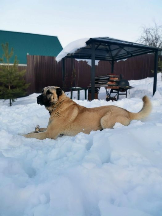 Щенки Кангала Турецкого