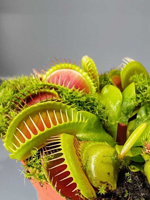 Мухоловка - Хищни - Насекомоядни растения