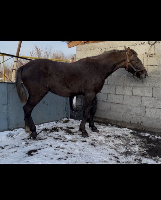 Продам жеребчика Орлоца