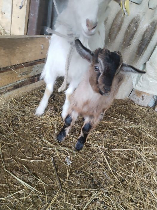 Продаются козлята