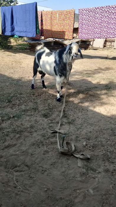 Козёл пародистый