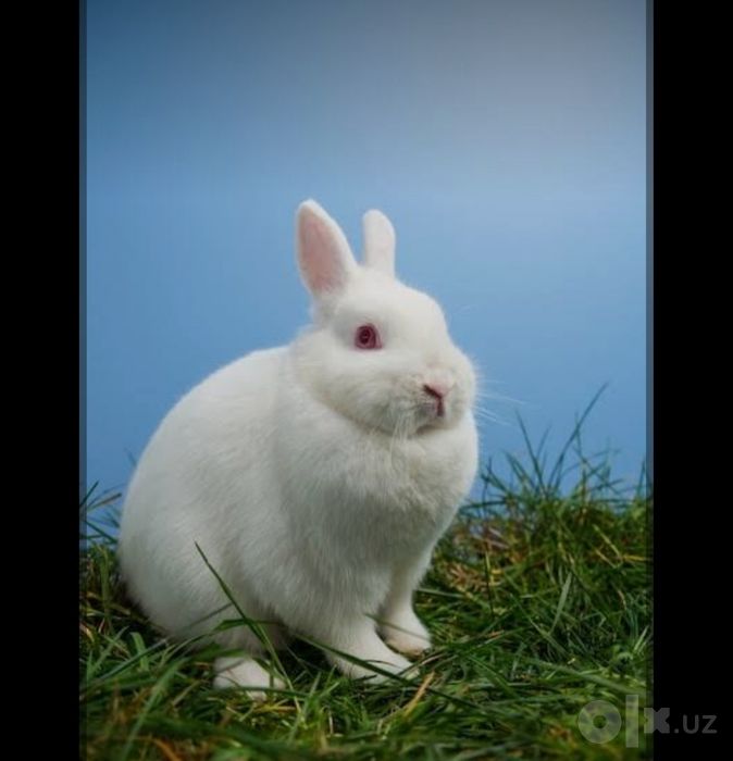 Кролик Quyon Rabbit