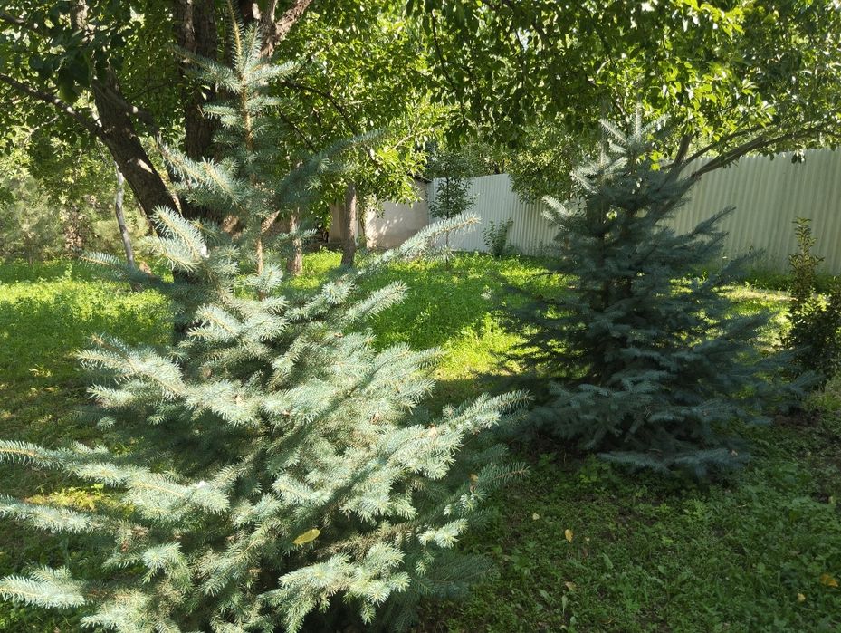 Продается ели и сосны