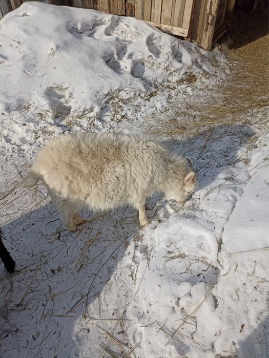 Продам козлят