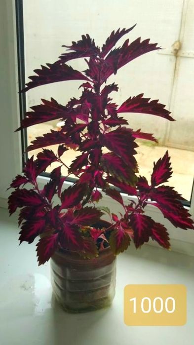 Фиалки на продажу