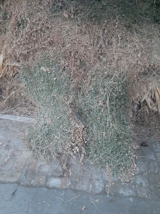 Beda sotiladi 12000 sõm