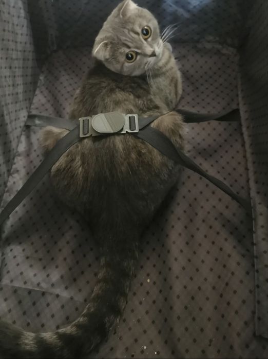 Взрослая вислоухая кошечка