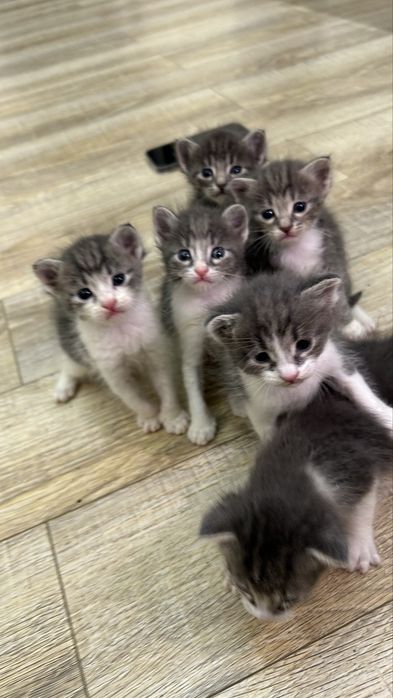 Котята ищут любящий дом