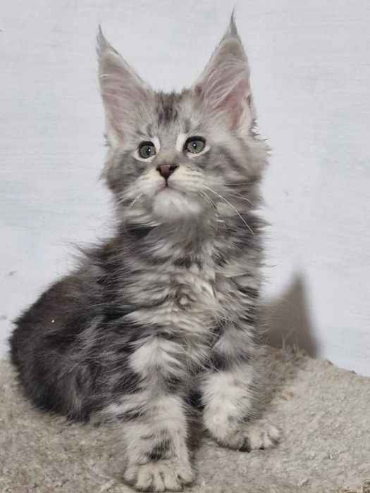 Котята Мейн кун гиганты