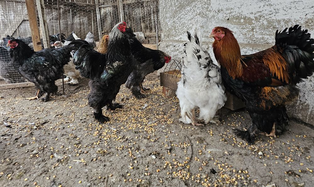 Cocosi tineri Brahma