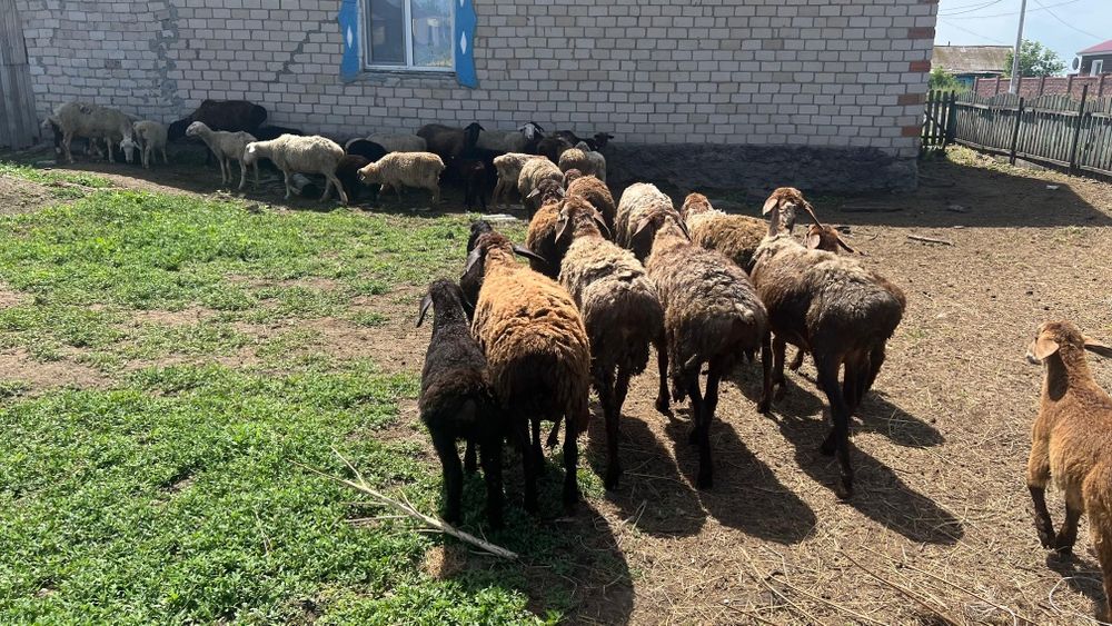 Продам овечек на развод.