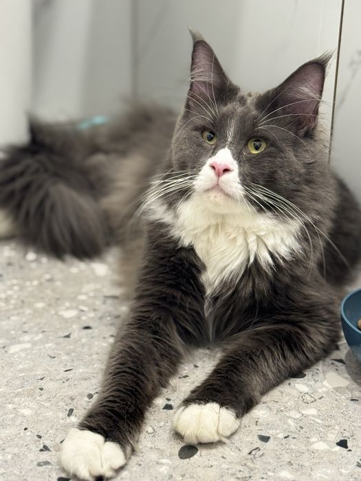 Продам мейнкуна мальчик