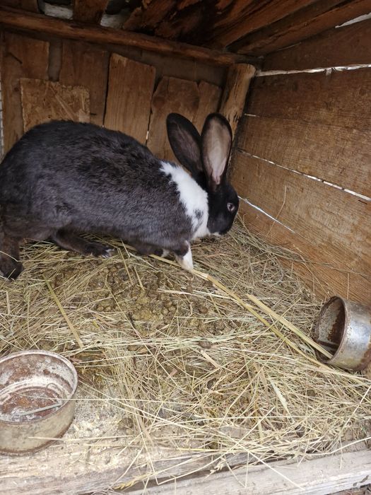 Vând iepuri ,2 masculi și 3 femele
