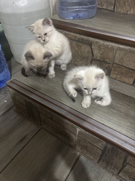 котики раздаем хорошим рукам