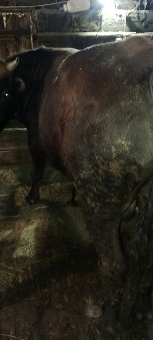 Продам бычков 2х летки