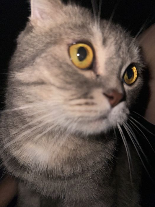 Отдадим кота в хорошие руки. Любящих котов