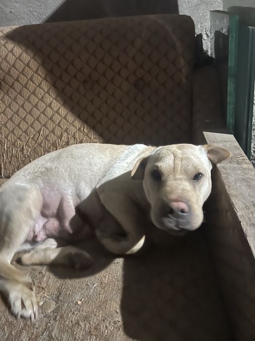 Шарпей собака девушка