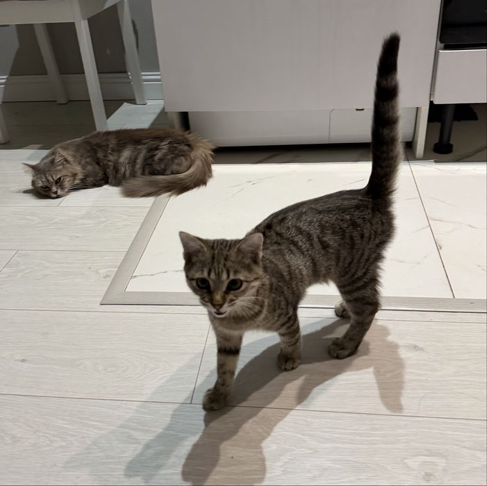 Котенок в добрые руки!