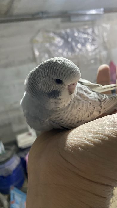 Andurka turkiya papugaylari