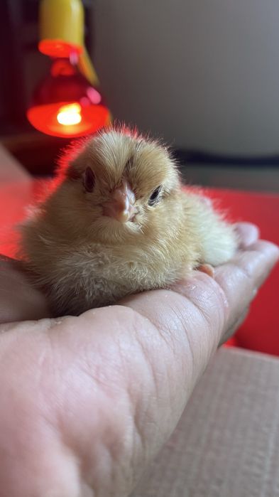 Цыплята суточные