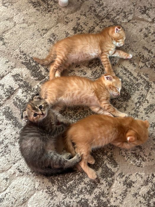 Котята скотиш фолд