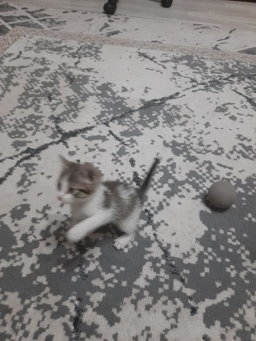 Отдам в добрые руки котёнка.