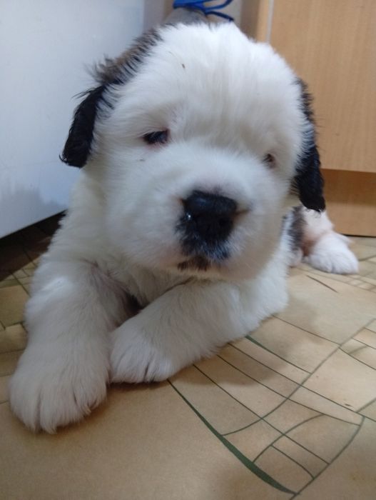 Щенки породы Сенбернар