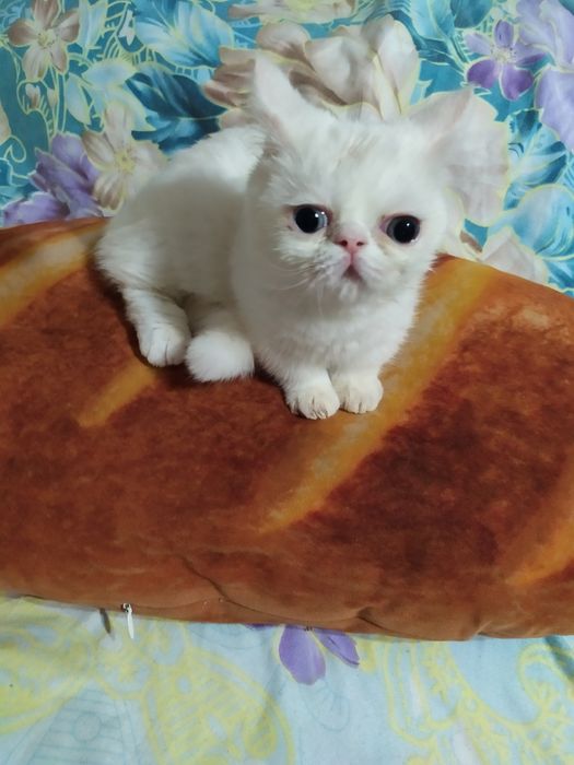 Продам. Плюшевый мишка Маньчикины