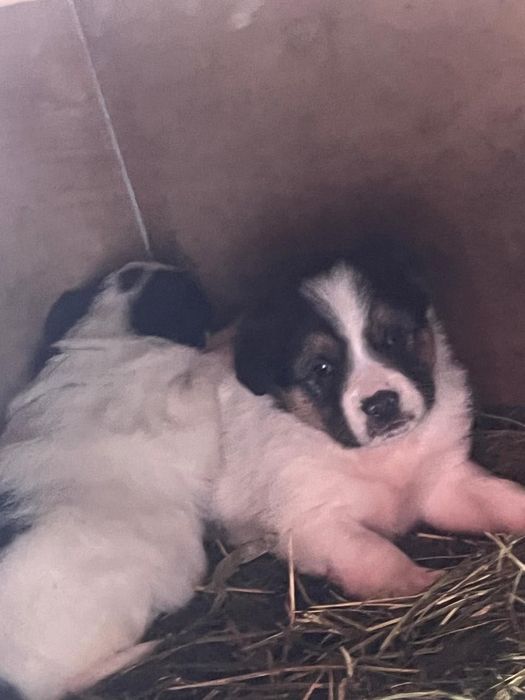 Отдадим щенков в хорошие руки