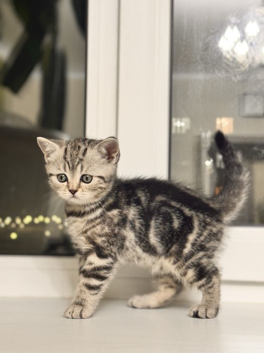 Продам шотланскую кошечку