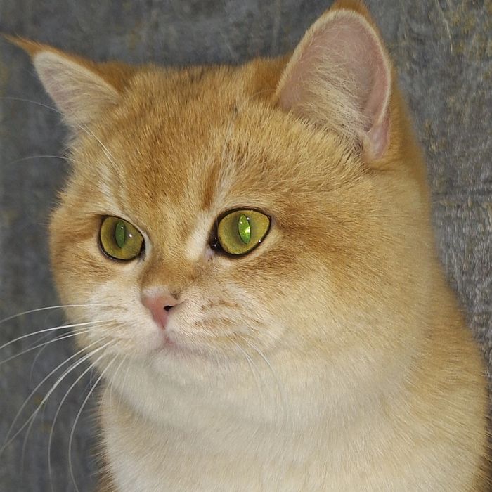 Vyazka Simba qizlani uchrashuvga taklif qiladi