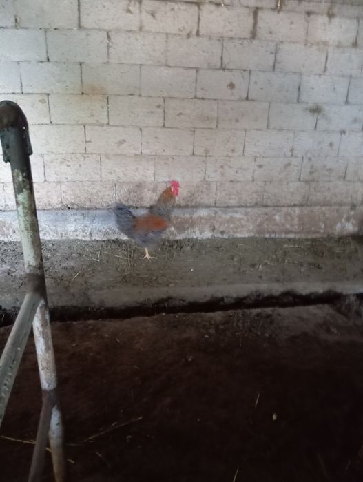 Петух молодой!!!