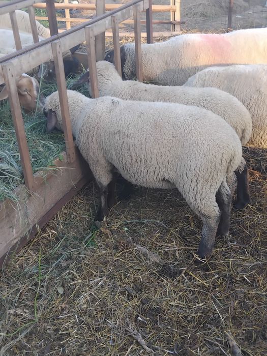 Vând miei suffolk.
